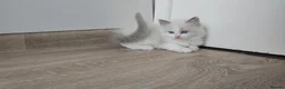 Ragdoll cats for sale: RAGDOLLS BICOLOUR GIRL BOY BLUE EYES  - Advert 9