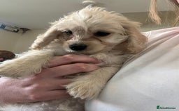 Mixed Breed dogs for sale: Adorable Maltipoo x Cockapoo puppies - Image 5