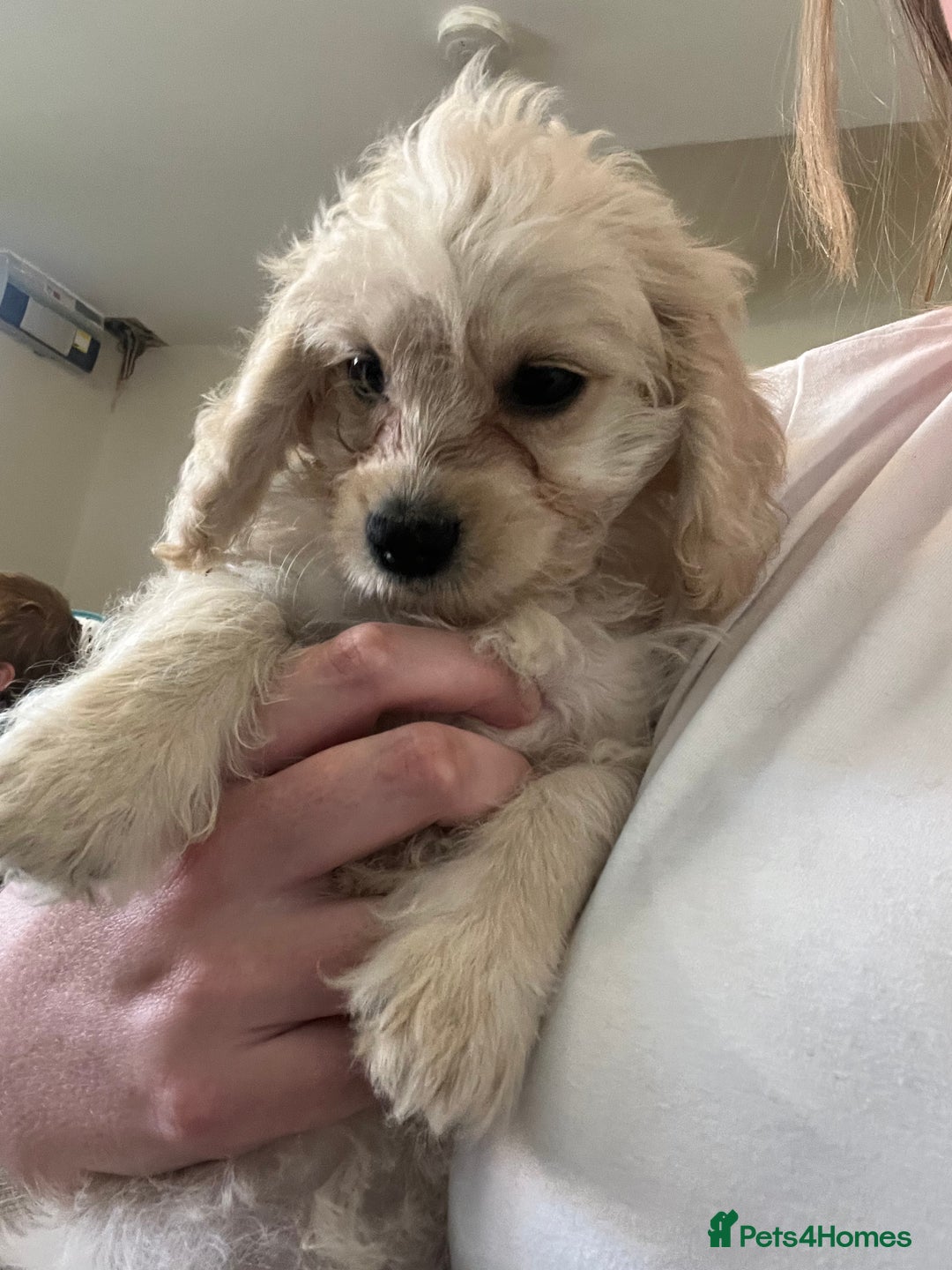 Mixed Breed dogs for sale: Adorable Maltipoo x Cockapoo puppies - Image 5