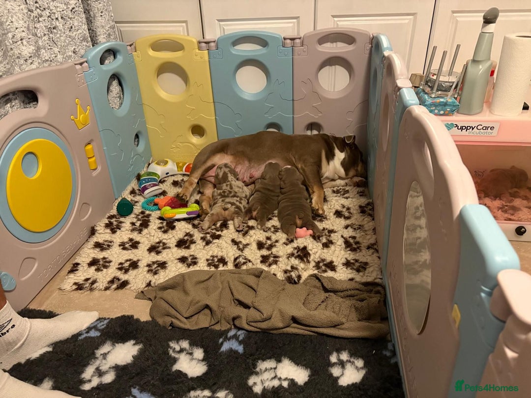 English Bulldog dogs for sale: English Bulldog Pups Fully health Tested Parents  - Advert 3