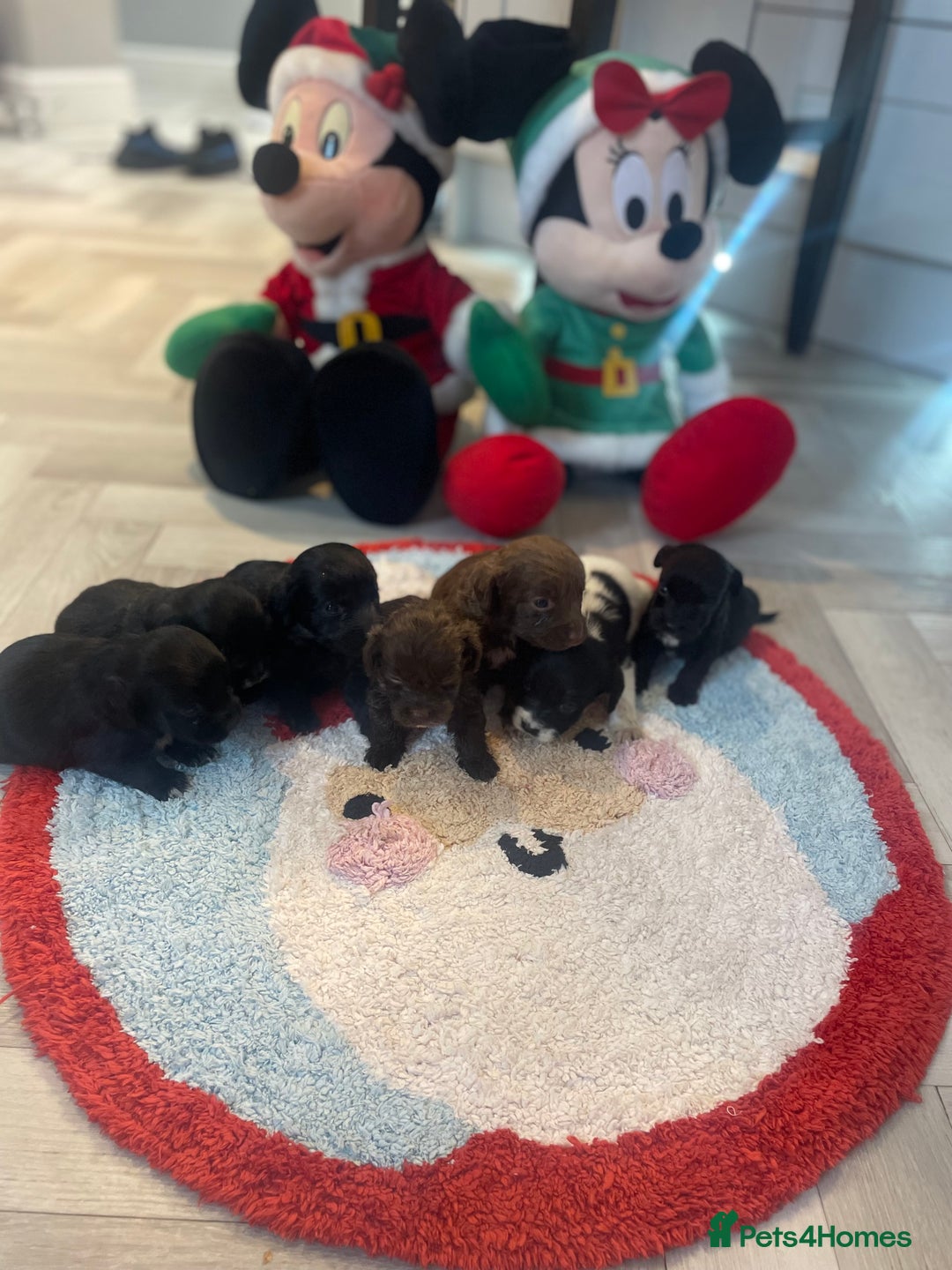 Cockapoo dogs for sale: Litter of beautiful cockapoo puppy’s  - Advert 7