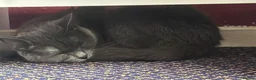 British Shorthair cats for sale: Beautiful Leia looking for her forever home! in Glenrothes - Advert 3