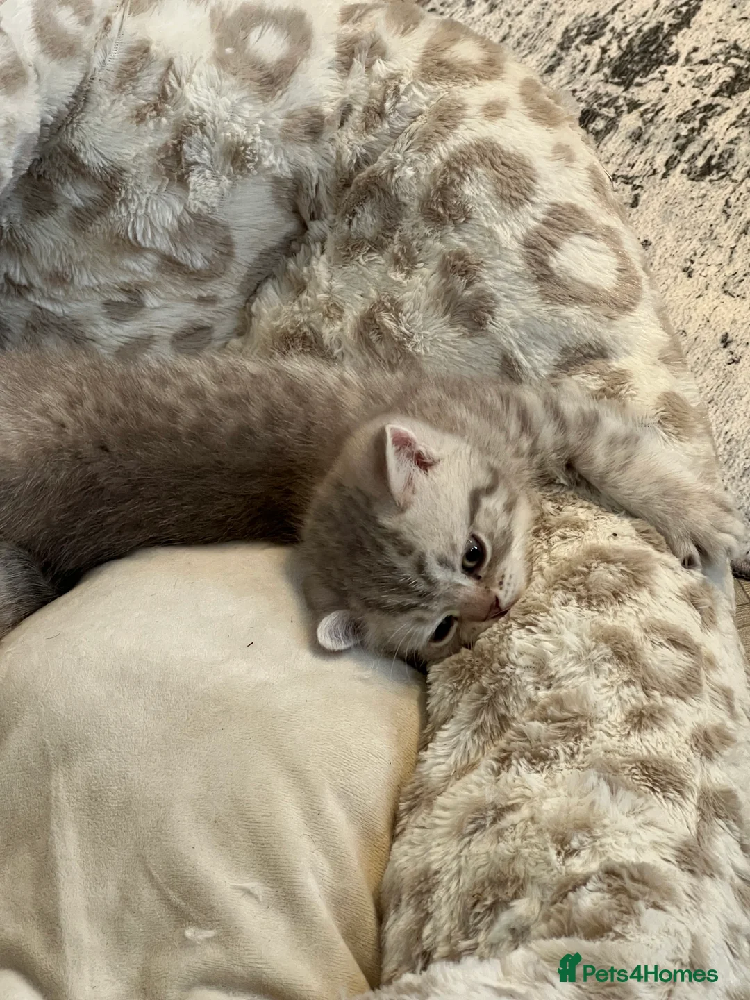 British Shorthair cats for sale: Chocolate spotted very rare kittens 🐱  - Advert 1