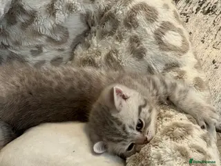 British Shorthair cats Chocolate spotted very rare kittens 🐱 - Advert 2