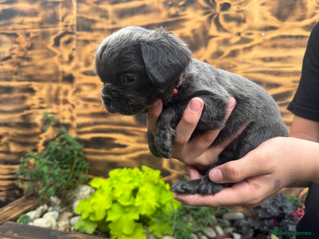 French Bulldog dogs for sale: Fluffy frenchies  - Image 7