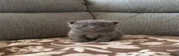 Maine Coon cats for sale: British shorthair X Mainecoon - Advert 24