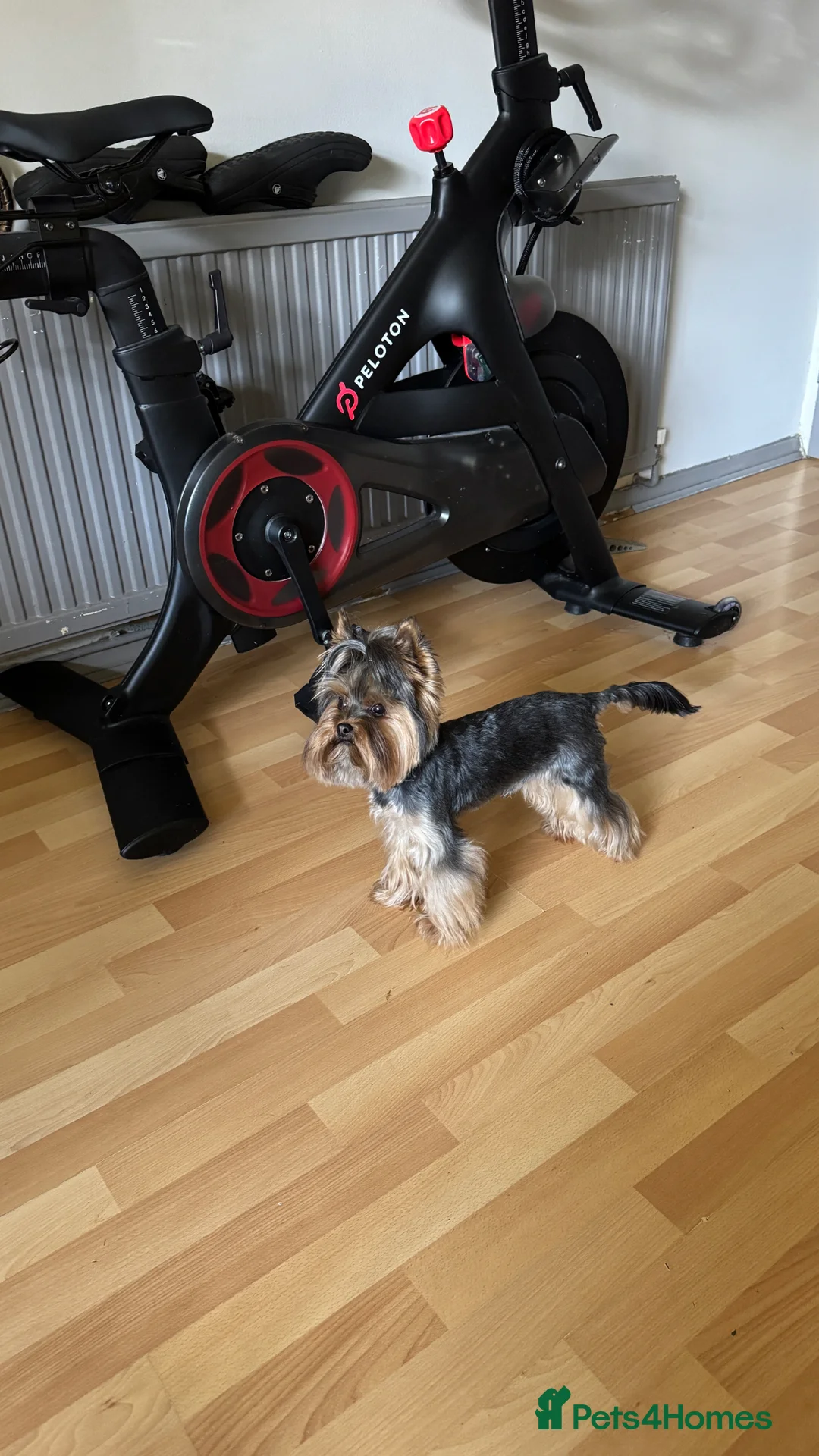Yorkshire Terrier dogs for stud: Rocky - Advert 2