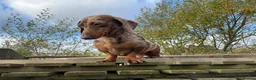 Miniature Dachshund dogs for stud: Miniature chocolate harlequin dachshund  - Advert 1