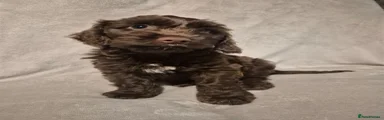 Cockapoo 4