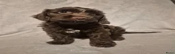 Cockapoo dogs for sale: Cockapoo puppies - Advert 20