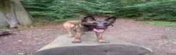 Belgian Shepherd Dog dogs for sale: 1 year old female Belgian malinos  - Advert 22