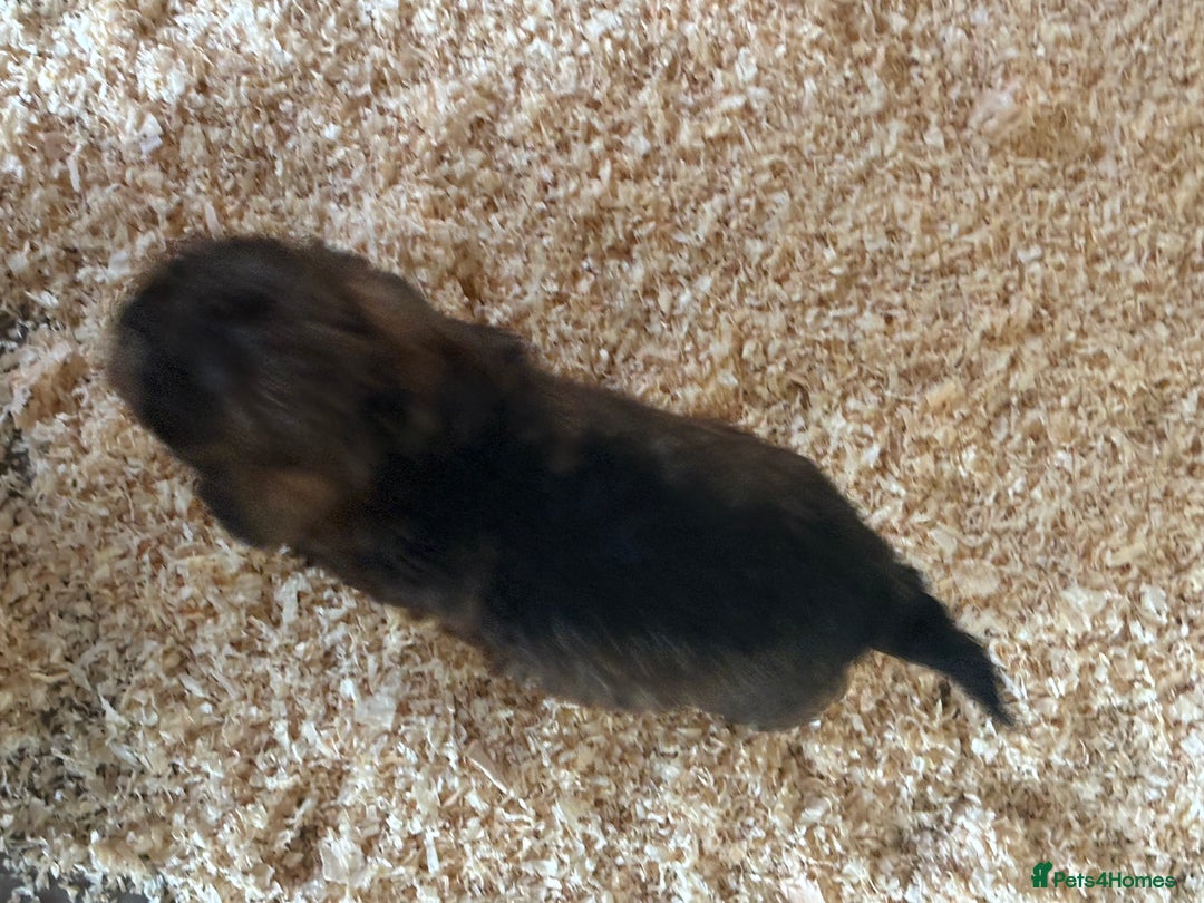 Mixed Breed dogs for sale: Lucus terrier cross toy poodle puppies - Advert 9