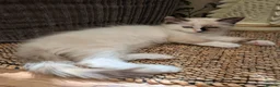 Ragdoll cats for sale: READY to go: 2 Purebred Ragdoll Kittens  - Advert 16