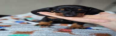 Dachshund Puppy 1