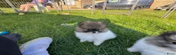 Pomeranian dogs for sale:  Beautiful Pomeranian Girls  - Advert 3