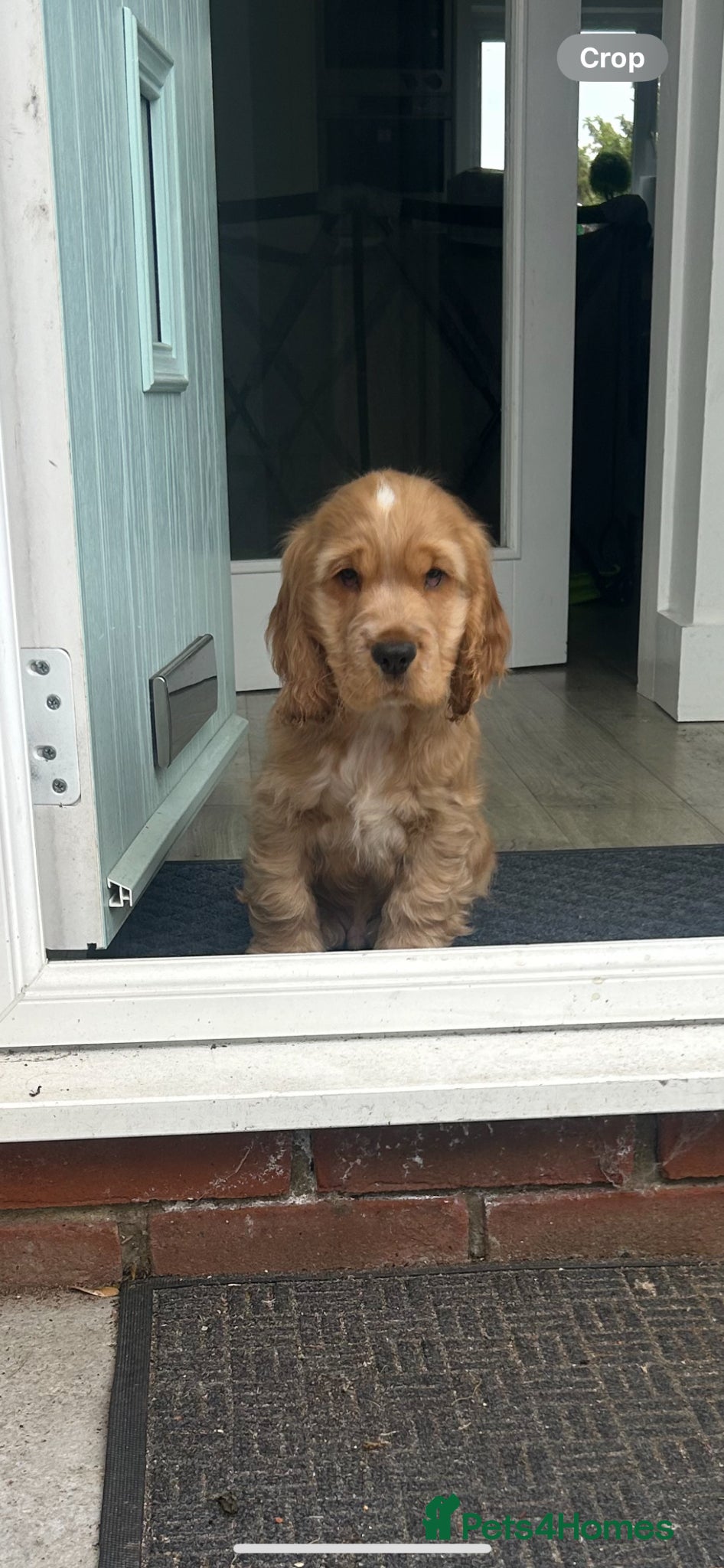 Cocker Spaniel dogs 1 SHOW stunning true to the type show cocker 🐶  - Advert 14