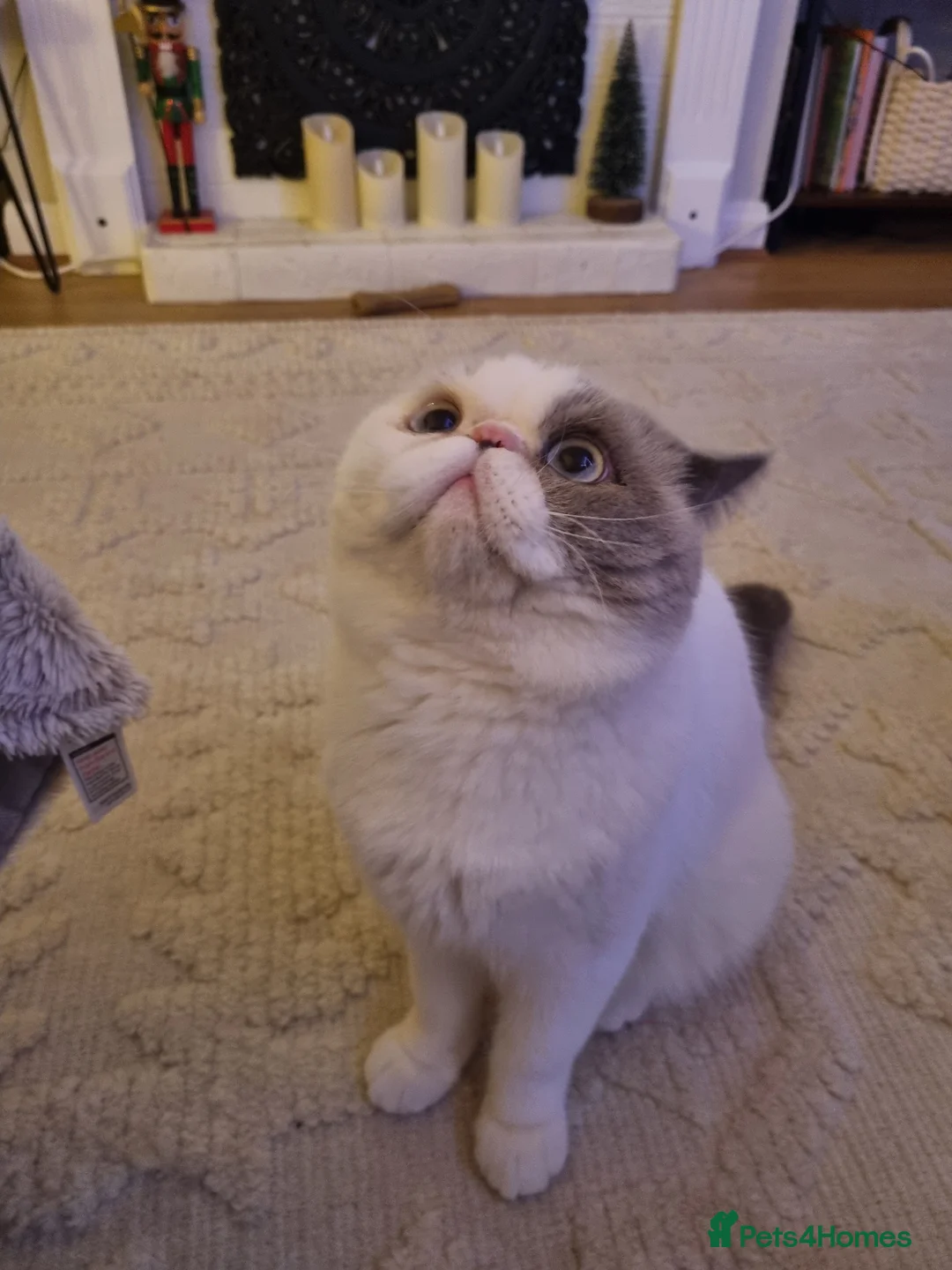 Exotic cats for sale: Exotic Shorthair Male for Sale  - Advert 6