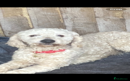 Cockapoo dogs for stud: Proven Beautiful bear up for stud  - Image 1