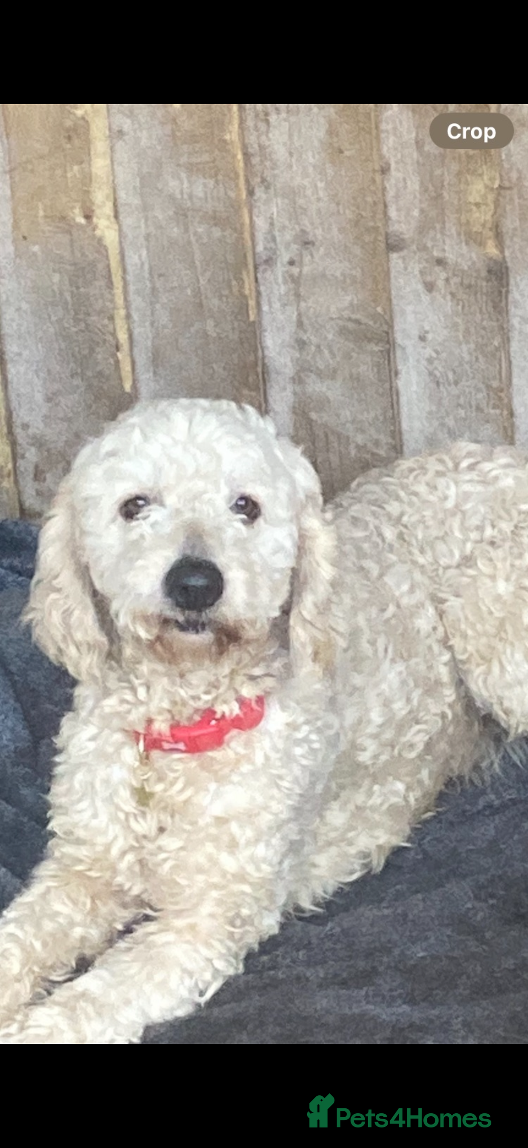 Cockapoo dogs for stud: Proven Beautiful bear up for stud  - Image 1