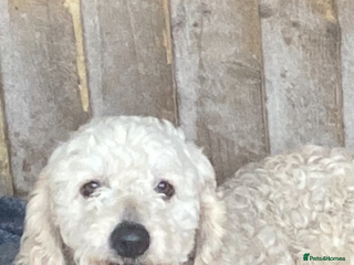 Cockapoo dogs - Advert 20
