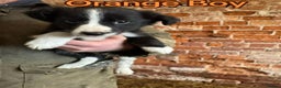 Mixed Breed dogs for sale: Collie pups for sale, ready now  - Advert 12