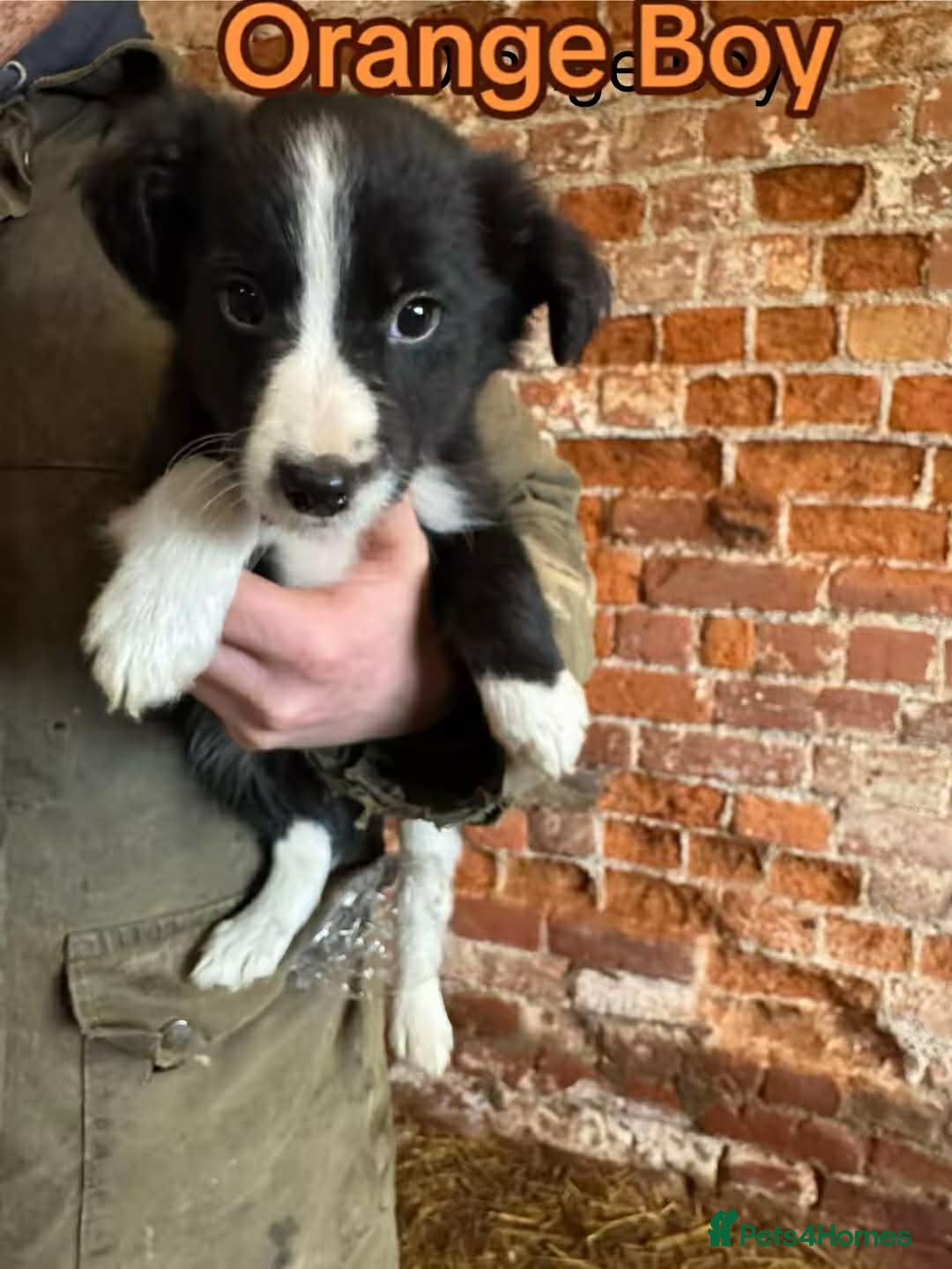 Mixed Breed dogs for sale: Collie pups for sale, ready now  - Advert 12