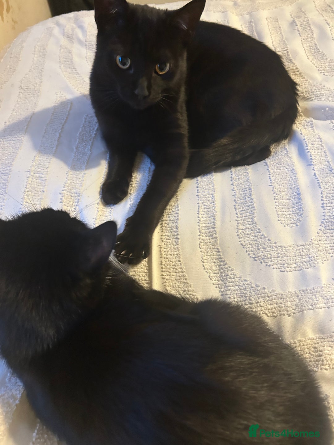 British Shorthair cats for sale: 8 month old kitten  - Image 2