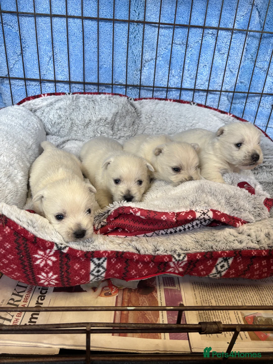 West Highland Terrier dogs for sale: Beautiful West Highland terrier puppies  - Advert 4