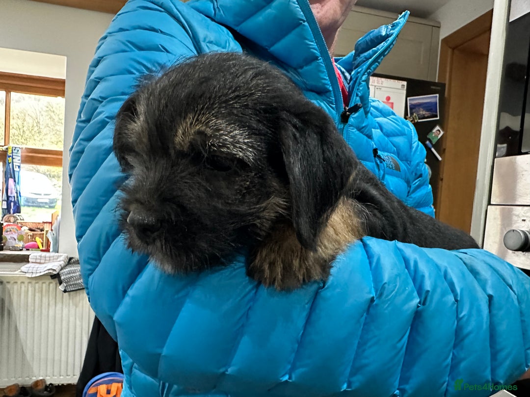 Border Terrier dogs for sale: Border Terrier Pups -Beautiful Pedigree  - Image 6