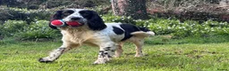English Springer Spaniel dogs for sale: Skye - Black & White Ess 2 year old adult girl - Advert 5
