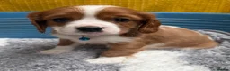 Cavalier King Charles Spaniel dogs for sale: 🐾Cavalier King Charles Spaniels- Dad DNA tested🐾 - Advert 7