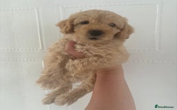 Labradoodle dogs for sale: READY NOW Miniature Labradoodles in Morecambe - Image 6