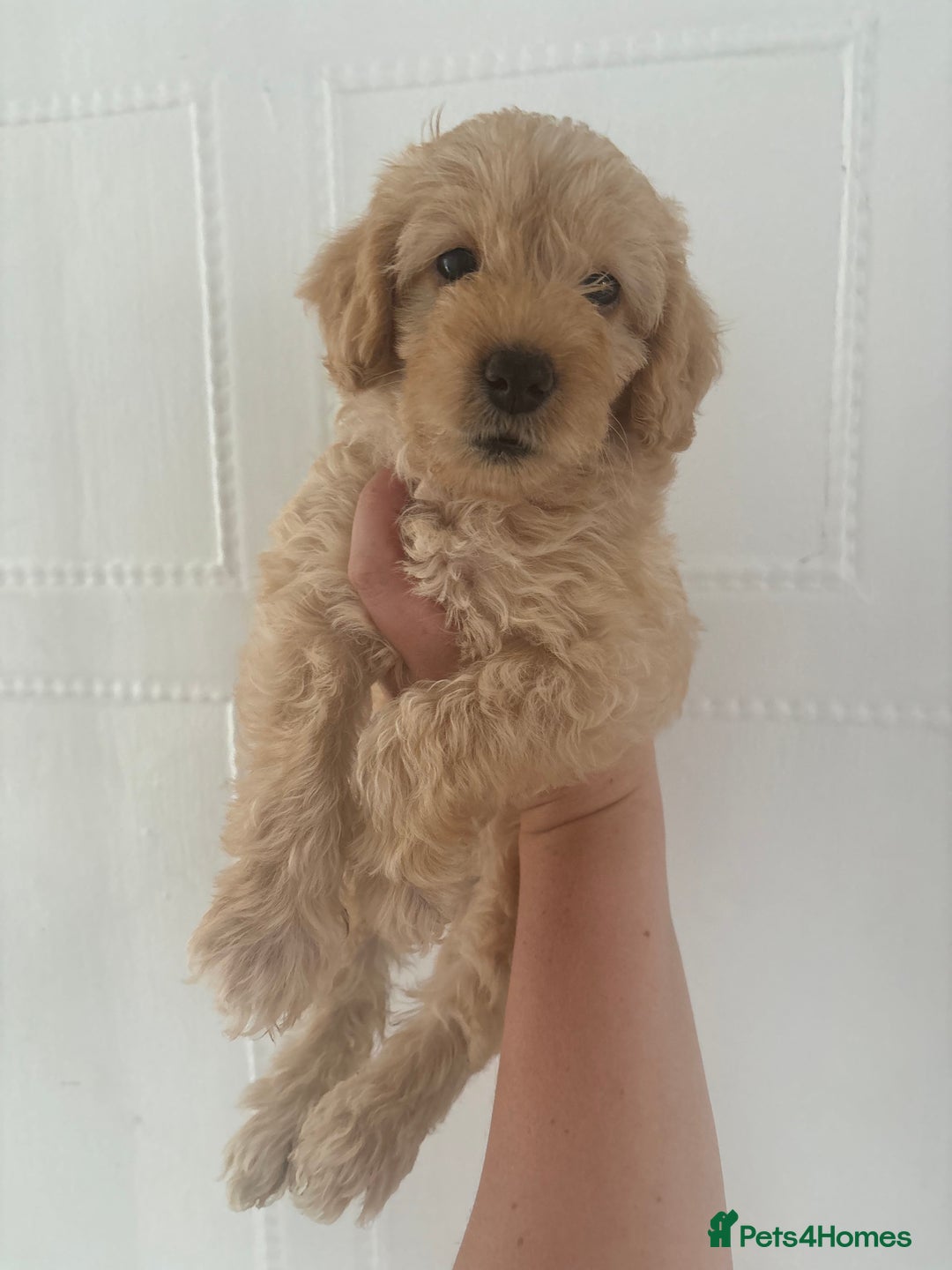Labradoodle dogs for sale: READY NOW Miniature Labradoodles in Morecambe - Image 6