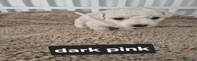 Bichon Frise Dark Pink