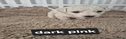 Bichon Frise dogs for sale: Full Breed Bichon Frise 2Male & 4Female in Runcorn - Advert 5