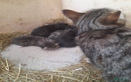 Aegean cats for sale: Agean x Kittens for sale - Image 2