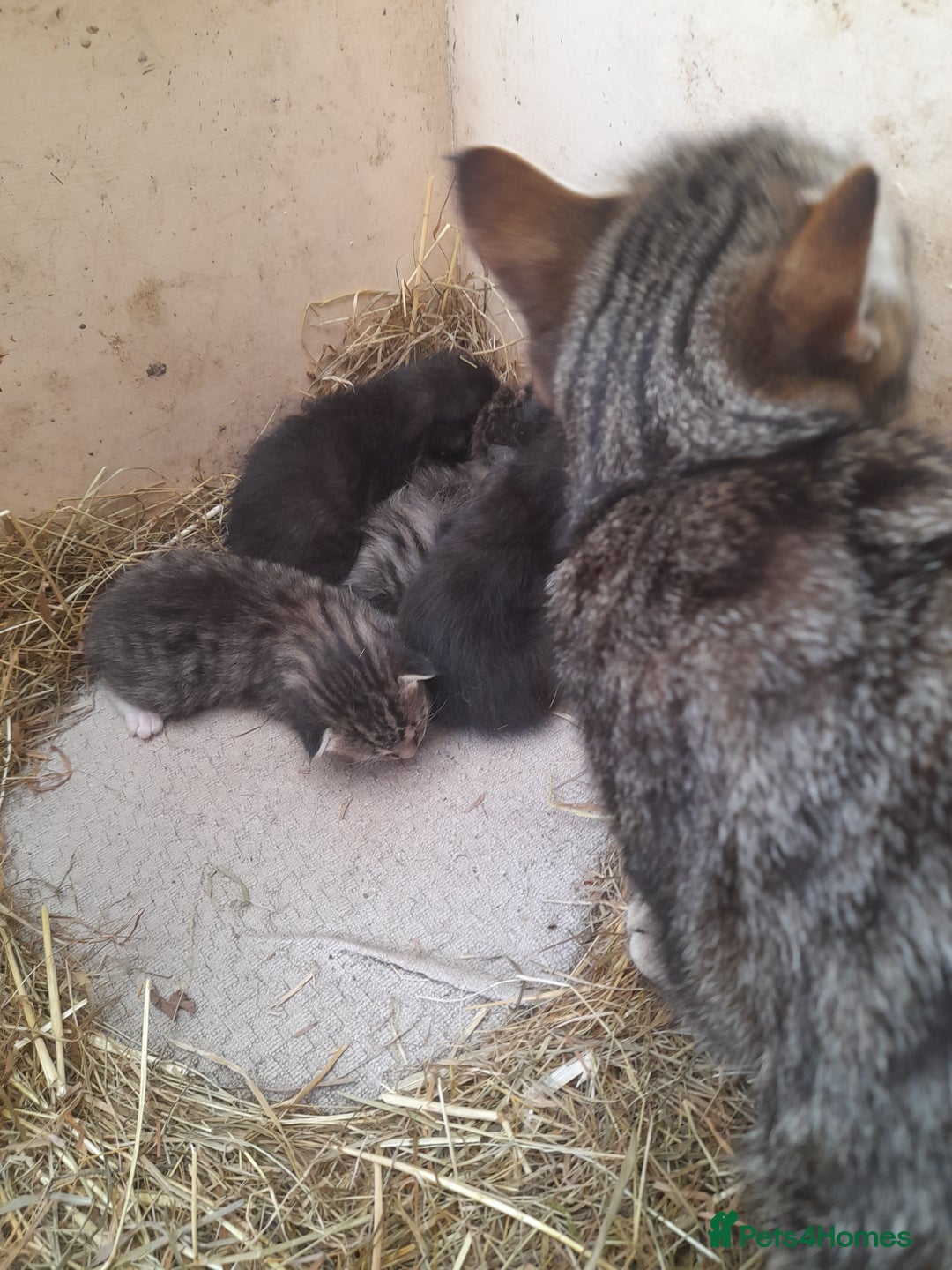 Aegean cats for sale: Agean x Kittens for sale - Image 2