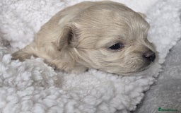 Maltipoo dogs for sale: 🐾 🐾3 Beautiful Maltipoo Girls Available! 🐾 - Image 6