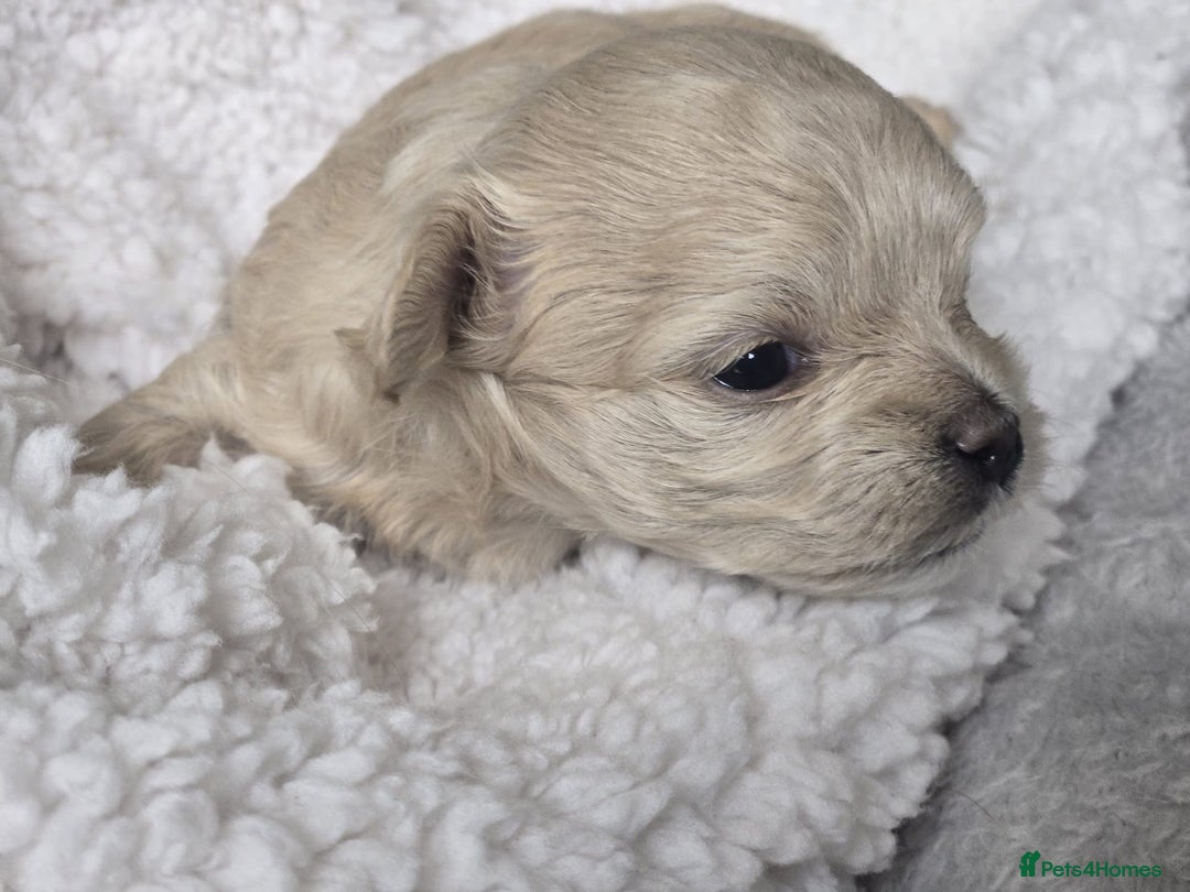 Maltipoo dogs for sale: 🐾 🐾3 Beautiful Maltipoo Girls Available! 🐾 - Image 6