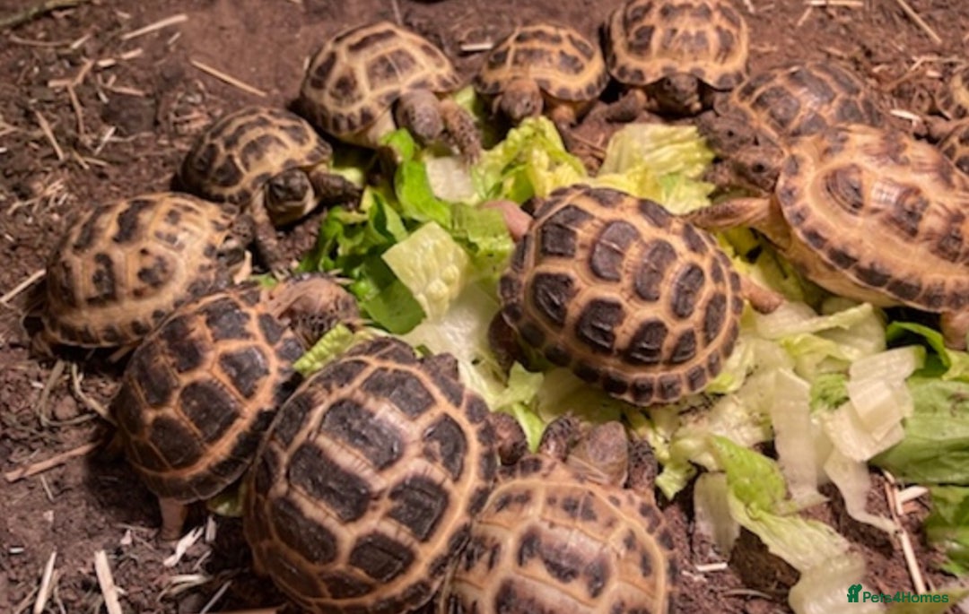 Tortoise reptiles for sale: Baby Horsfield Tortoises Available  - Advert 1