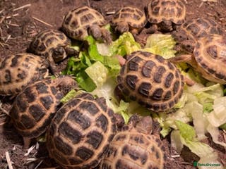 Tortoise reptiles Baby Horsfield Tortoises Available - Advert 1