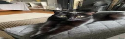 Mixed Breed cats for sale: Abel and Loki (For Adoption) Senior Cats - Advert 2