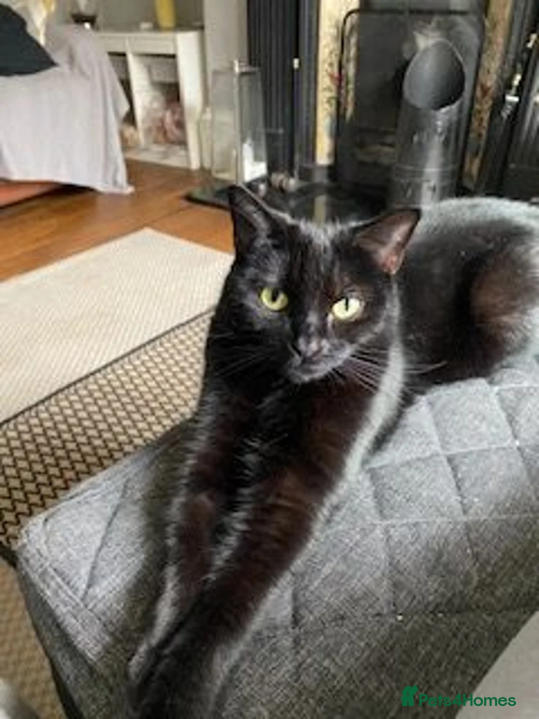 Mixed Breed cats for sale: Abel and Loki (For Adoption) Senior Cats - Advert 2