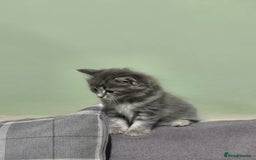 British Longhair cats for sale: Beautiful female kitten  - Image 9