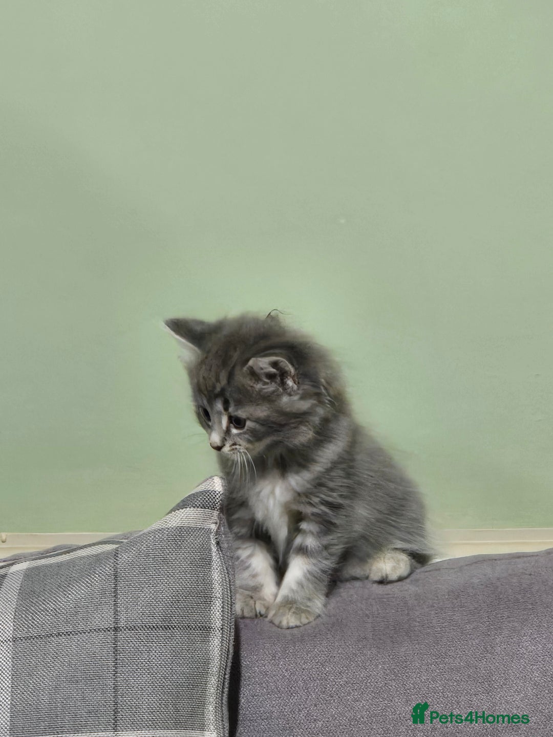 British Longhair cats for sale: Beautiful female kitten  - Image 9