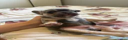 French Bulldog dogs for sale: KC Registered french bulldogs  - Advert 27