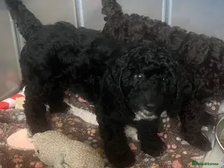 Cockapoo dogs 1 curly fluffy cockapoo boy left - Advert 18