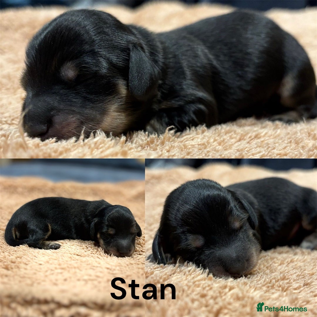 Miniature Dachshund dogs for sale: KC Registered Cream Long Hair Miniature Dachshunds - Advert 37