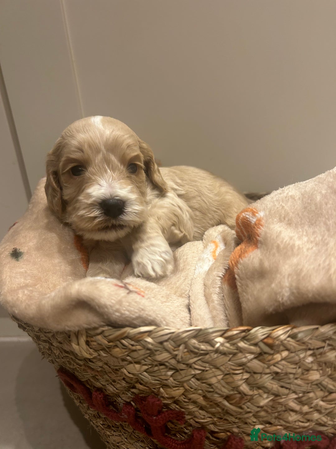 Mixed Breed dogs for sale: BEAUTIFUL PUPPIES - Cockapoo x Sproodle  - Image 17