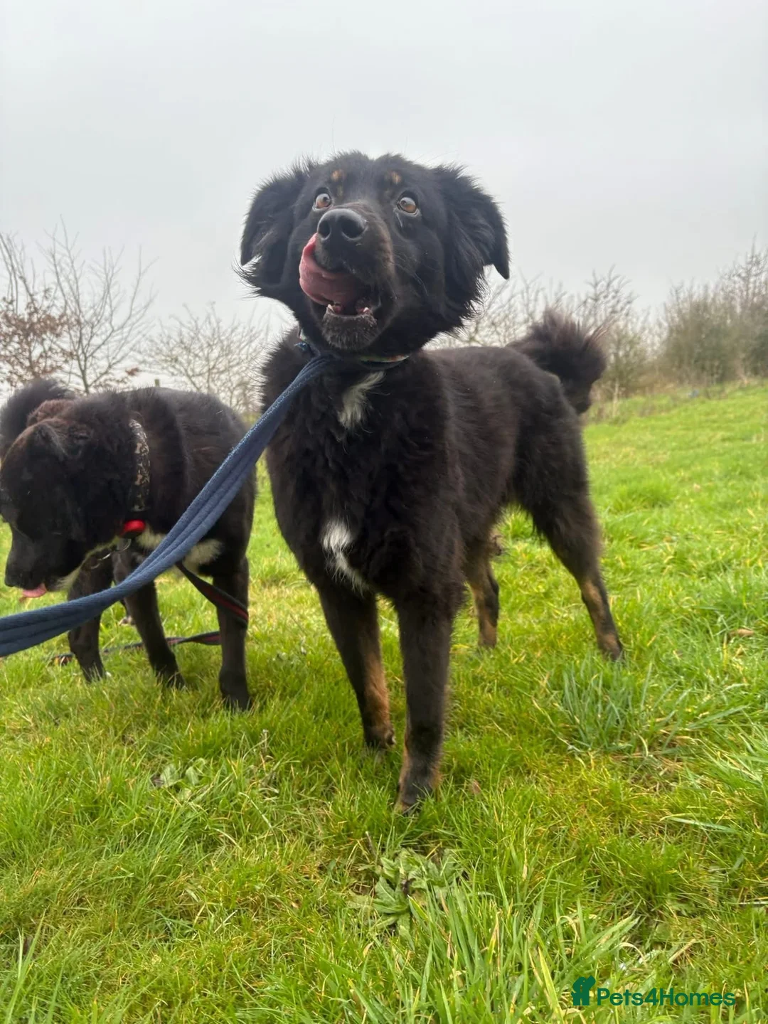 Mixed Breed dogs for adoption: Newton - Norwich Norfolk  - Advert 10